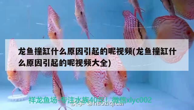 龍魚撞缸什么原因引起的呢視頻(龍魚撞缸什么原因引起的呢視頻大全) 沖氧泵