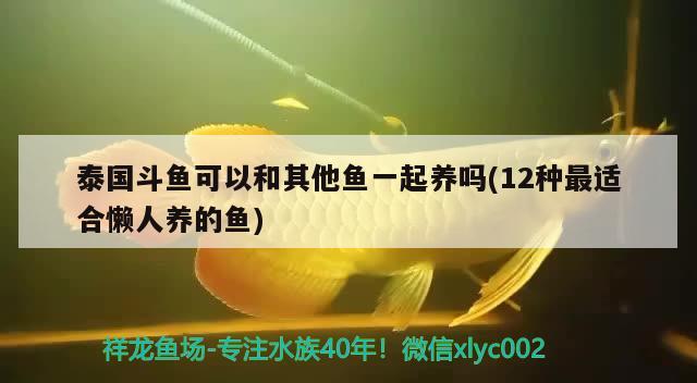 泰國(guó)斗魚可以和其他魚一起養(yǎng)嗎(12種最適合懶人養(yǎng)的魚)