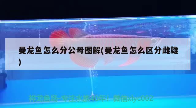 曼龍魚怎么分公母圖解(曼龍魚怎么區(qū)分雌雄) 觀賞魚