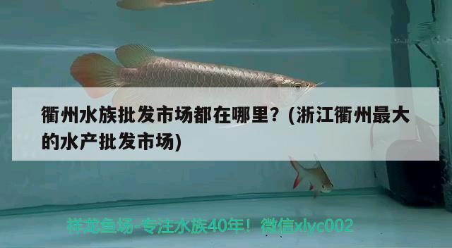 衢州水族批發(fā)市場都在哪里？(浙江衢州最大的水產(chǎn)批發(fā)市場) 觀賞魚水族批發(fā)市場