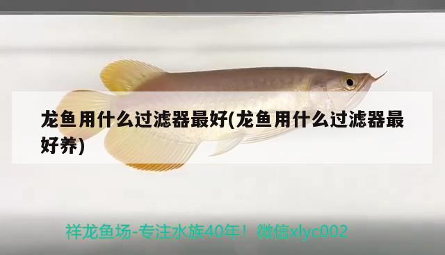 龍魚(yú)用什么過(guò)濾器最好(龍魚(yú)用什么過(guò)濾器最好養(yǎng)) 星點(diǎn)金龍魚(yú)