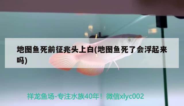 地圖魚(yú)死前征兆頭上白(地圖魚(yú)死了會(huì)浮起來(lái)嗎) 觀賞魚(yú)