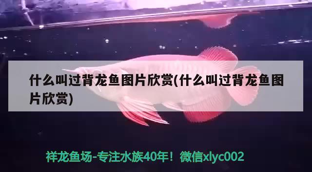 什么叫過背龍魚圖片欣賞(什么叫過背龍魚圖片欣賞)