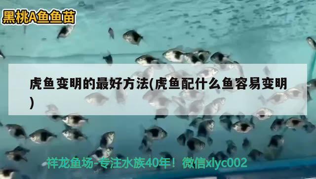 虎魚變明的最好方法(虎魚配什么魚容易變明) 虎魚百科 第2張