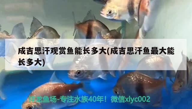 成吉思汗觀賞魚能長多大(成吉思汗魚最大能長多大)