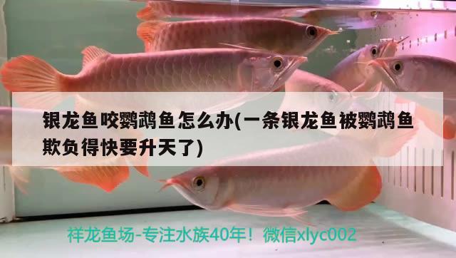 銀龍魚咬鸚鵡魚怎么辦(一條銀龍魚被鸚鵡魚欺負(fù)得快要升天了)