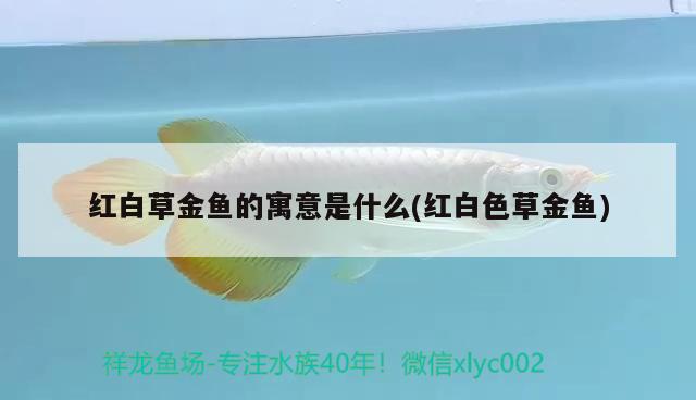 紅白草金魚的寓意是什么(紅白色草金魚)