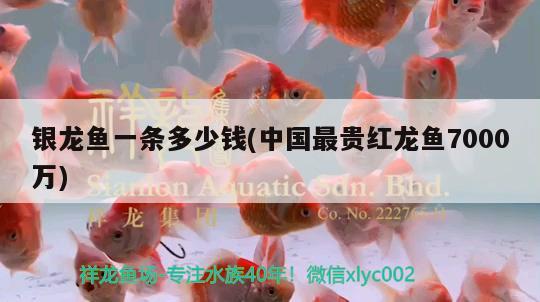 銀龍魚一條多少錢(中國(guó)最貴紅龍魚7000萬) 銀龍魚百科