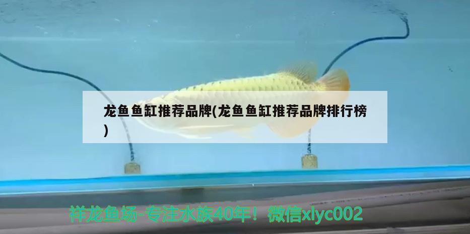 龍魚魚缸推薦品牌(龍魚魚缸推薦品牌排行榜)