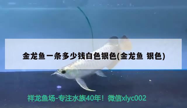 金龍魚一條多少錢白色銀色(金龍魚銀色) 觀賞魚