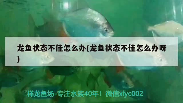 龍魚狀態(tài)不佳怎么辦(龍魚狀態(tài)不佳怎么辦呀)