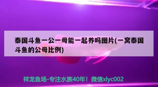 泰國斗魚一公一母能一起養(yǎng)嗎圖片(一窩泰國斗魚的公母比例)