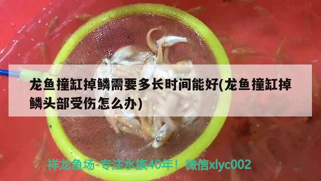 龍魚撞缸掉鱗需要多長時間能好(龍魚撞缸掉鱗頭部受傷怎么辦)