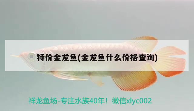 特價(jià)金龍魚(yú)(金龍魚(yú)什么價(jià)格查詢)