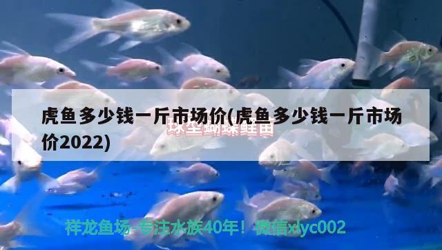 虎魚(yú)多少錢(qián)一斤市場(chǎng)價(jià)(虎魚(yú)多少錢(qián)一斤市場(chǎng)價(jià)2022) 虎魚(yú)百科