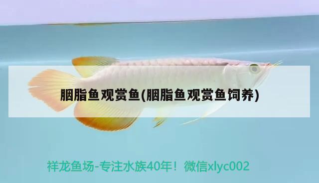 胭脂魚(yú)觀賞魚(yú)(胭脂魚(yú)觀賞魚(yú)飼養(yǎng))