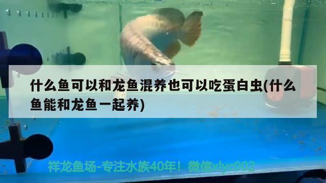 什么魚可以和龍魚混養(yǎng)也可以吃蛋白蟲(什么魚能和龍魚一起養(yǎng)) 藍(lán)底過背金龍魚