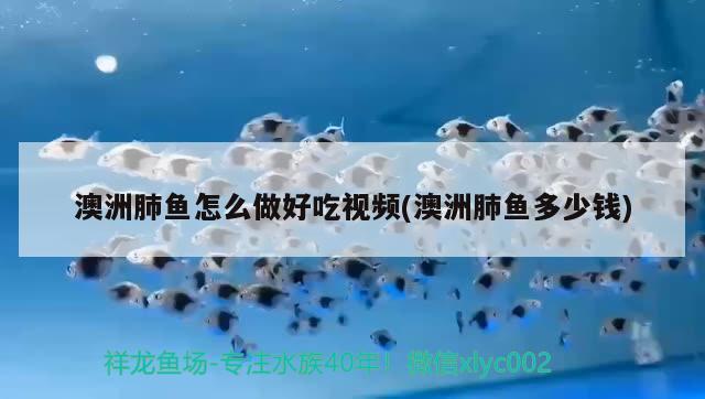 澳洲肺魚怎么做好吃視頻(澳洲肺魚多少錢)