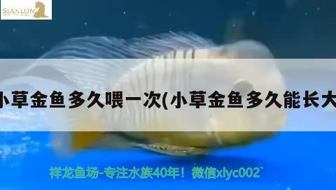 小草金魚多久喂一次(小草金魚多久能長大) 觀賞魚