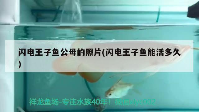 閃電王子魚公母的照片(閃電王子魚能活多久) 觀賞魚 第2張