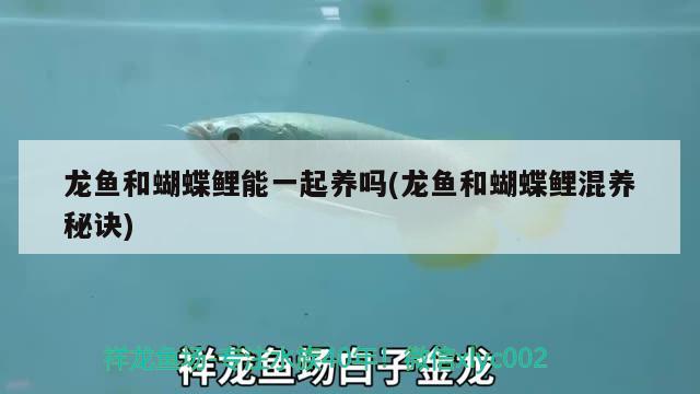 龍魚和蝴蝶鯉能一起養(yǎng)嗎(龍魚和蝴蝶鯉混養(yǎng)秘訣)