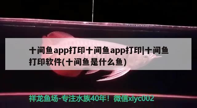 十間魚app打印十間魚app打印|十間魚打印軟件(十間魚是什么魚)