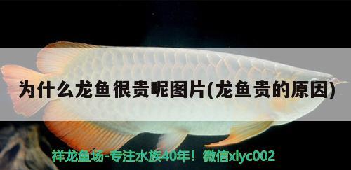 為什么龍魚(yú)很貴呢圖片(龍魚(yú)貴的原因) 泰國(guó)虎魚(yú)（泰虎）