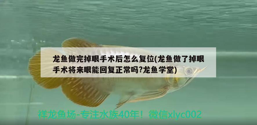 龍魚(yú)做完掉眼手術(shù)后怎么復(fù)位(龍魚(yú)做了掉眼手術(shù)將來(lái)眼能回復(fù)正常嗎?龍魚(yú)學(xué)堂)