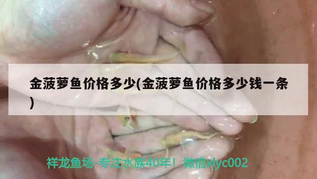 金菠蘿魚價格多少(金菠蘿魚價格多少錢一條)