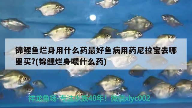 錦鯉魚(yú)爛身用什么藥最好魚(yú)病用藥尼拉寶去哪里買(mǎi)?(錦鯉爛身喂什么藥) 觀賞魚(yú)