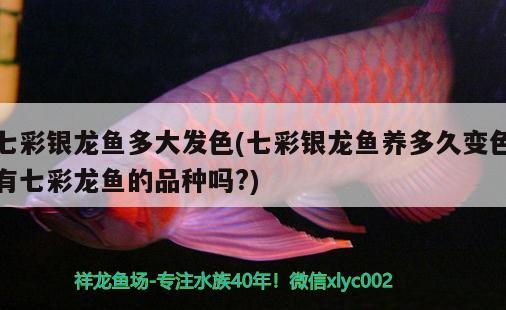 七彩銀龍魚多大發(fā)色(七彩銀龍魚養(yǎng)多久變色有七彩龍魚的品種嗎?)