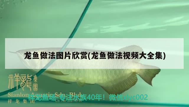 龍魚做法圖片欣賞(龍魚做法視頻大全集)