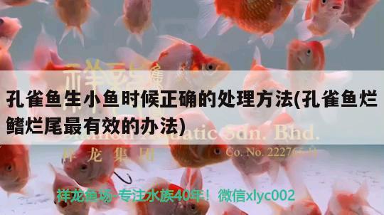 孔雀魚生小魚時(shí)候正確的處理方法(孔雀魚爛鰭爛尾最有效的辦法)