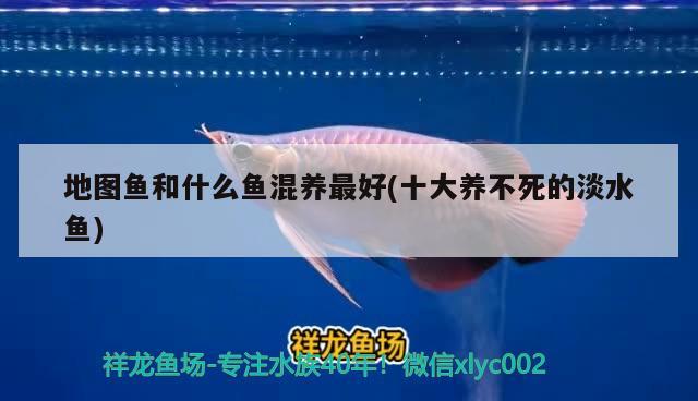 地圖魚和什么魚混養(yǎng)最好(十大養(yǎng)不死的淡水魚) 觀賞魚