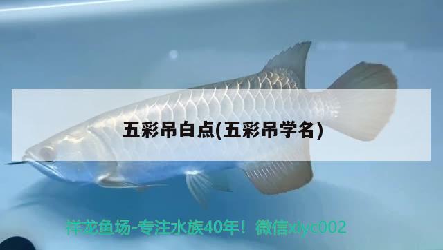 五彩吊白點(diǎn)(五彩吊學(xué)名) 觀賞魚