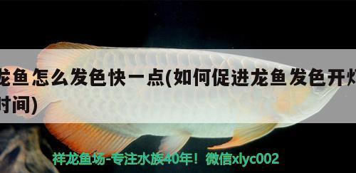 龍魚怎么發(fā)色快一點(如何促進龍魚發(fā)色開燈時間)