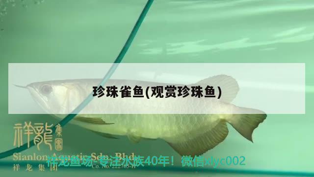 珍珠雀魚(觀賞珍珠魚) 觀賞魚