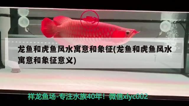 龍魚和虎魚風(fēng)水寓意和象征(龍魚和虎魚風(fēng)水寓意和象征意義) 魚缸風(fēng)水