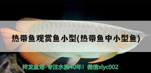 熱帶魚(yú)觀(guān)賞魚(yú)小型(熱帶魚(yú)中小型魚(yú))