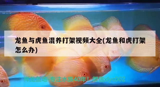 龍魚與虎魚混養(yǎng)打架視頻大全(龍魚和虎打架怎么辦) 虎魚百科