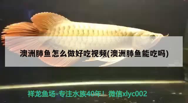 澳洲肺魚(yú)怎么做好吃視頻(澳洲肺魚(yú)能吃嗎) 肺魚(yú)