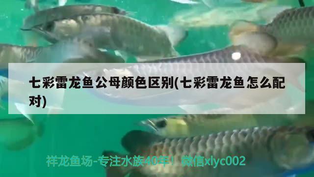 七彩雷龍魚公母顏色區(qū)別(七彩雷龍魚怎么配對)