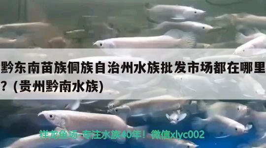 黔東南苗族侗族自治州水族批發(fā)市場都在哪里？(貴州黔南水族)