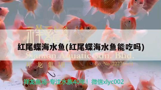 紅尾蝶海水魚(紅尾蝶海水魚能吃嗎)