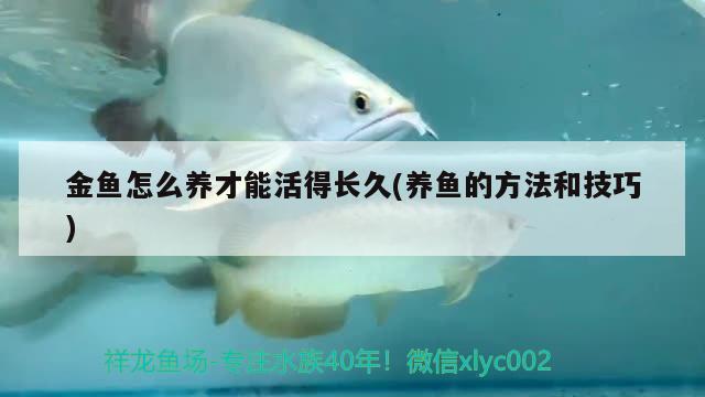 金魚怎么養(yǎng)才能活得長(zhǎng)久(養(yǎng)魚的方法和技巧)