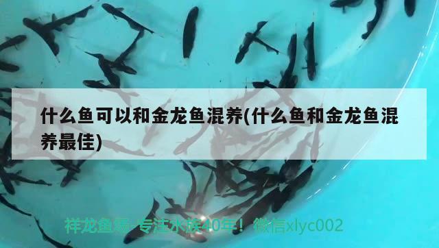 什么魚可以和金龍魚混養(yǎng)(什么魚和金龍魚混養(yǎng)最佳)