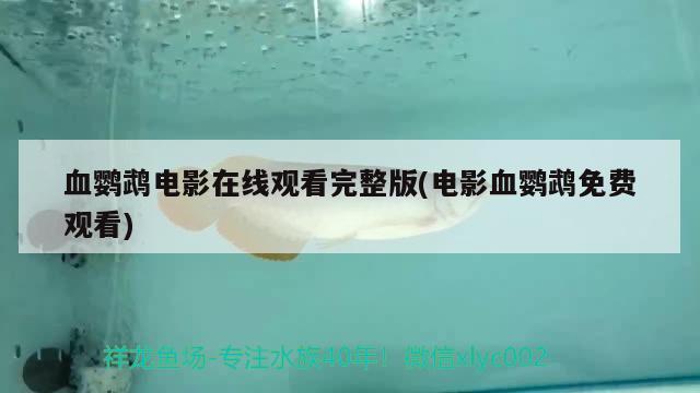 血鸚鵡電影在線觀看完整版(電影血鸚鵡免費(fèi)觀看) 鸚鵡魚