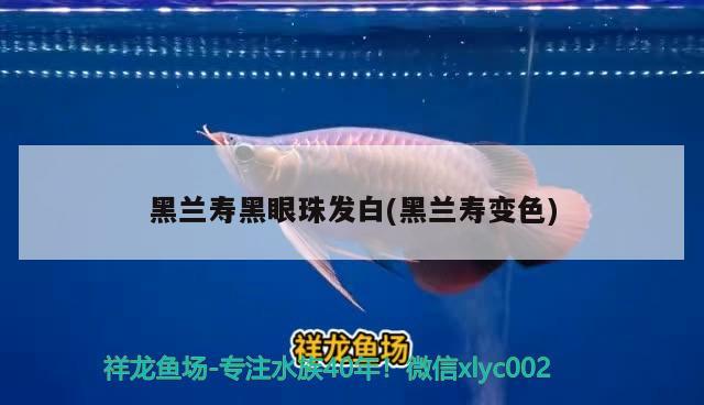 黑蘭壽黑眼珠發(fā)白(黑蘭壽變色) 觀賞魚