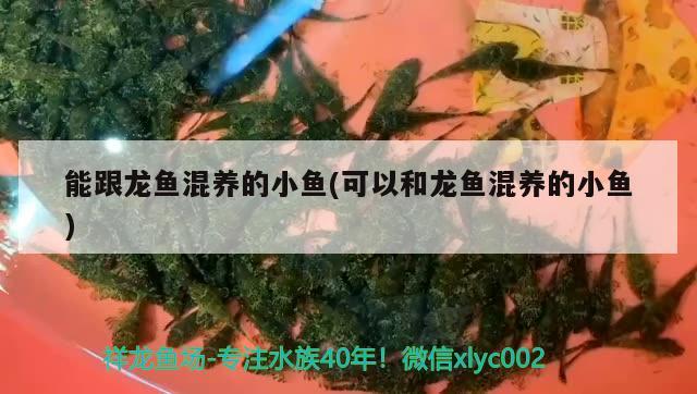 能跟龍魚混養(yǎng)的小魚(可以和龍魚混養(yǎng)的小魚)