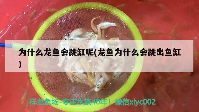 為什么龍魚會跳缸呢(龍魚為什么會跳出魚缸)